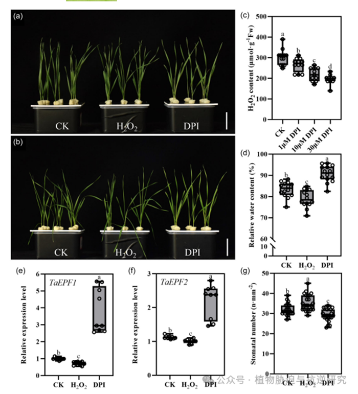 PCE: 河南农大农学院林同保-任永哲团队揭示过氧化物酶基因Prx109-B1通过调节气孔密度增强小麦对缺水的耐受性